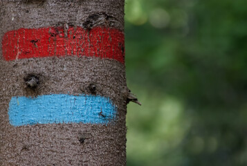 tree trunk with red and blue paint