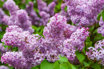 Lush blooming lilacs. Pink-purple lilac flowers.