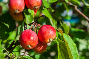 Red ripe apples on an apple tree.