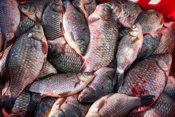 Heap of fish as a background. A bunch of fresh carp for sale.