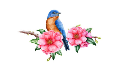 Bluebird and pink camellia flower. Garden bird watercolor illustration. Eastern sialia bird with tender camellia spring flowers and green leaves. Realistic floral spring image on the white background.