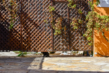 A black stray cat looks under a trellis gate in the Plaka distric of Athens, Greece.