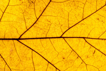 Obraz premium Yellow leaf texture, close-up
