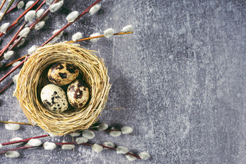 Easter quail eggs in nest and willow branch on grey concrete background
