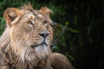 a fine art portrait of a young male lion