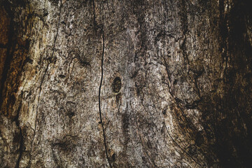 texture of bark wood use as natural background.Brown wood texture. Abstract background, empty template.Selective focus.	
