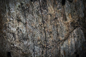 texture of bark wood use as natural background.Brown wood texture. Abstract background, empty template.Selective focus.	
