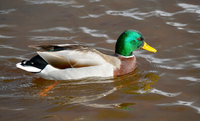 Mallard duck swimming