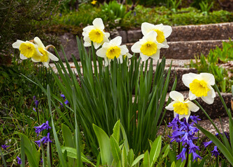 Early flowering daffodil. Baden Baden, Germany, Europe