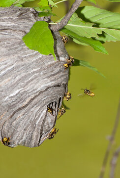 Aerial Yellowjackets Building A New Nest.