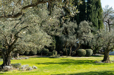 Fototapeta na wymiar Lawn in an old park surrounded by old olive trees