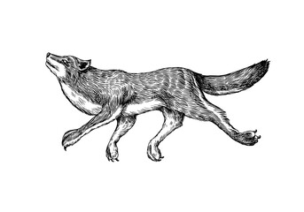 Gray wolf. Gray wolf. A predatory beast. Wild forest animal jumping. Vector Engraved hand drawn Vintage old sketch for stamp, t-shirt or typography or badge.