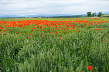 Beautiful blooming poppies in the meadow