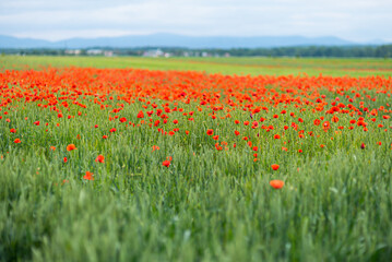 Beautiful blooming poppies in the meadow