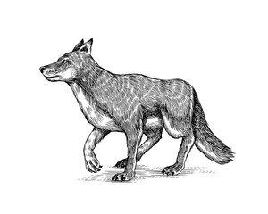 Gray wolf. Gray wolf. A predatory beast. Wild forest animal. Vector Engraved hand drawn Vintage old sketch for stamp, t-shirt or typography or badge.