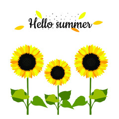 Sunflower flowers on white background and greeting Hello Summer. Summer positive card with yellow sunflowers for printing on fabric, clothing, kitchen textiles, interior design. Vector graphics.