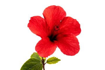 red hibiscus flower isolated