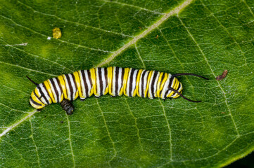 Monarch caterpillar on milkweed leaf with frass.
