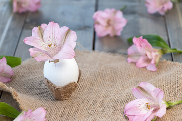 Pink alstroemeria flower in an egg on a wooden background with pink flowers. Happy Easter concept.