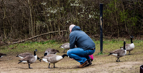 Obraz premium geese in the park