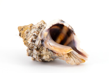 sicilian shell
