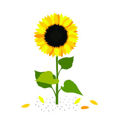 Sunflower flower on a white background. Postcard Summer cute sunny for printing on kitchen textiles, interiors, floral prints. Vector graphics.