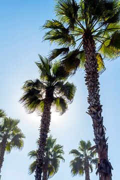 Palm trees and sky in California.