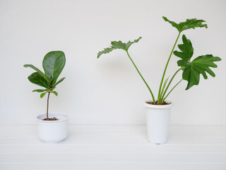Various house plants in modern stylish container on white wooden table and wall in white...
