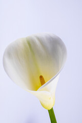 calla