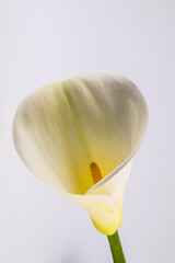 calla