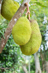closeup of growing jackfruit on tree in garden with blurred and bokeh background