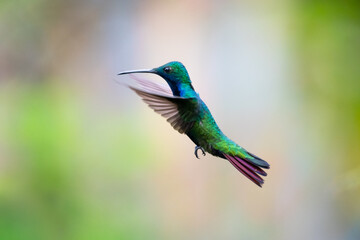 A male Black-throated Mango hummingbird (Anthracothorax nigricollis) hovering in the air with soft colors blurred in the background. Hummingbird flying. Bird in nature. Wildlife.
