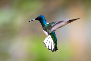 A male White-necked Jacobin hummingbird (Florisuga mellivora) hovering in the air with soft colors blurred in the backgorund. 