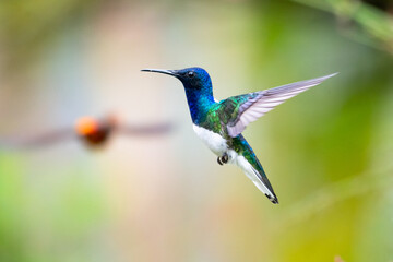 Fototapeta na wymiar A male White-necked Jacobin hummingbird (Florisuga mellivora) hovering in the air with another hummingbird approaching in the background. Wildlife in nature. Small bird. Hummingbird flying