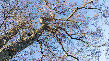 Bear tree branches reaching up to a blue sky
