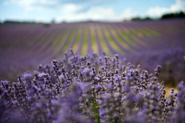 Lavender field summer sunset landscape near Valensole.Provence,France