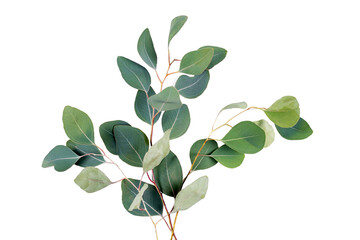 Eucalyptus leaves isolated on white background. Green eucalyptus branches on white. Flat lay, top...