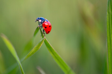 Ladybug is sitting on the grass