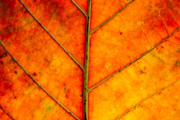 Nature Abstract: Cells and Veins of a Colorful Autumn Leaf 