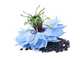 Black cumin seeds with nigella sativa flower in closeup on white background