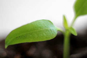 small green plants seedlings growing in plastic pot inside a greenhouse stock photo