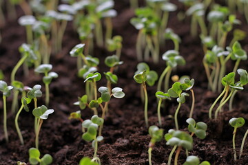small green plants seedlings growing in plastic pot inside a greenhouse stock photo