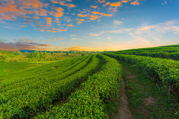 Tea plantation in the morning,Sunrise view of tea plantation landscape , Tea plantations in morning light