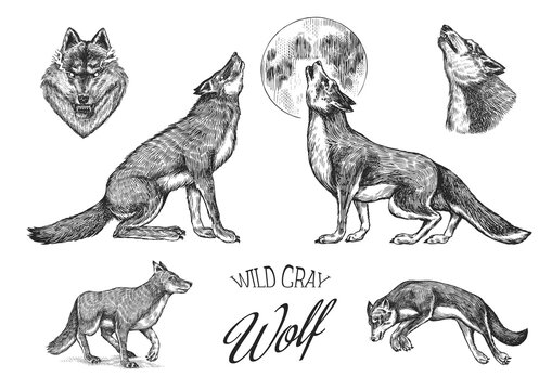 Gray wolf set. Gray wolf. A predatory beast. Wild forest animal. Vector Engraved hand drawn Vintage old sketch for stamp, t-shirt or typography or badge.