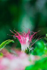 close up of a pink Persian Silk Tree flower