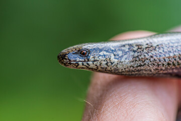 Detailed head close up of a slow worm or copper snake