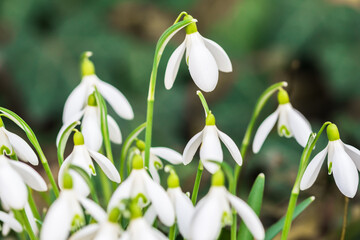 Beautiful snowdrop flowers in the winter