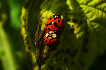 Beautiful ladybugs being mate on green leaves