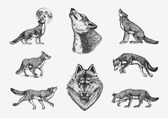 Gray wolf set. Gray wolf. A predatory beast. Wild forest animal. Vector Engraved hand drawn Vintage old sketch for stamp, t-shirt or typography or badge.