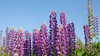 Obraz premium Beautiful lupins in summer. Purple flowers and blue sky.